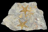 Ordovician Starfish (Petraster?) Fossils - Morocco #178815-1